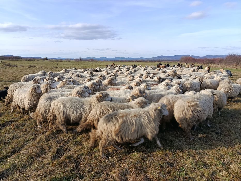 Oi tinere de vânzare