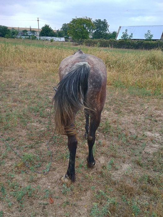 Vând iapă sură la preț de 2000eur