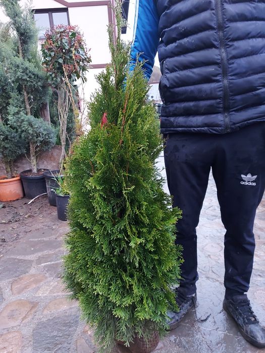 Plante ornamentale  amenajări  grădini palmier