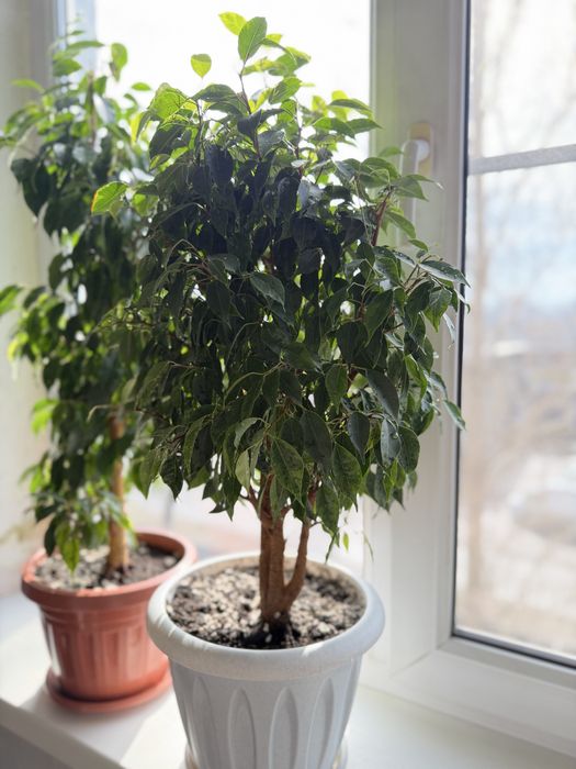 Продам 2 горшка фикуса