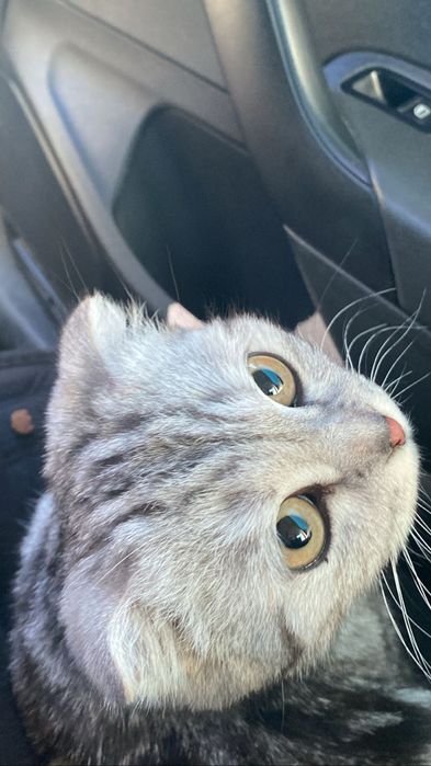 шотландская кошка