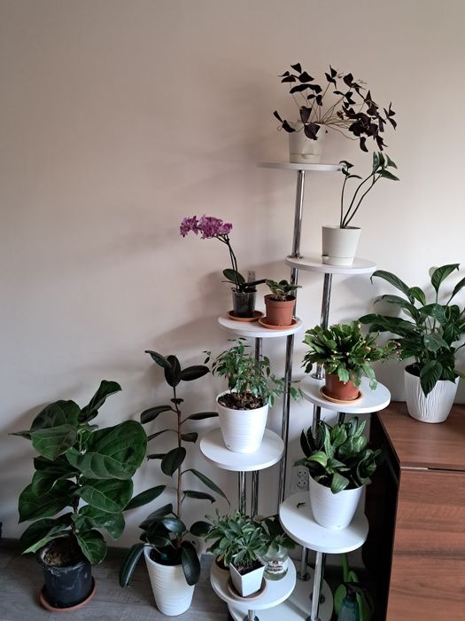 Комнатные цветы продам