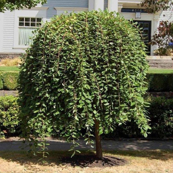 Плачеща върба (Salix caprea Kulmarnock)