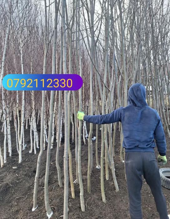 Mesteacăn , tei de floare, frasin