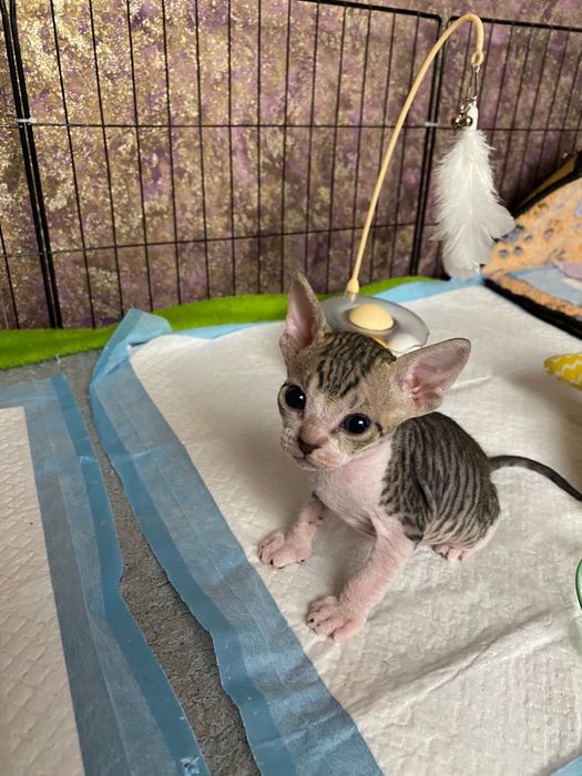 Девочка сфинкс (браш)