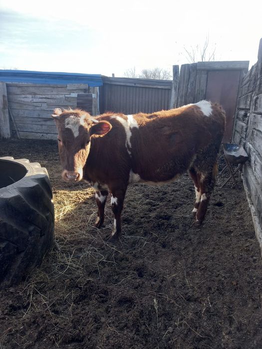 Продам тёлочку с откорма