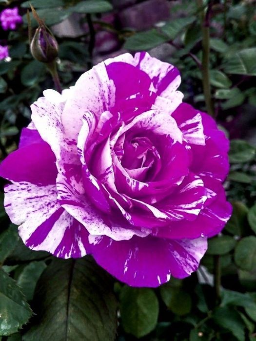 Trandafiri Tufa (Culori deosebite Intens Parfumați)