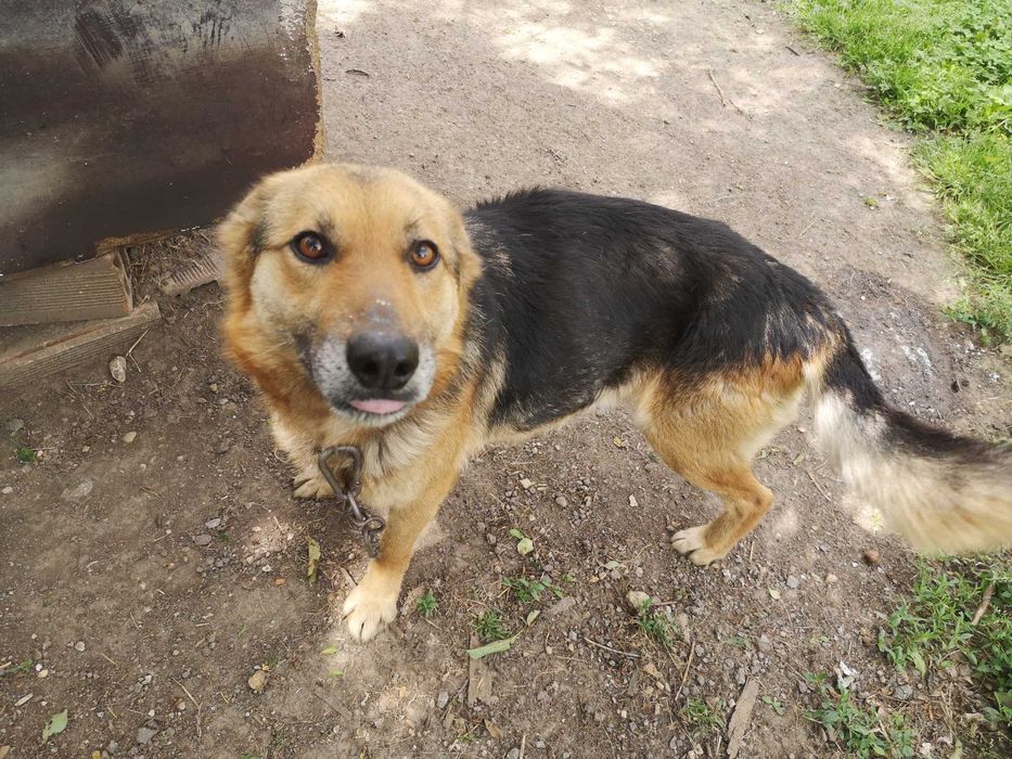 Подарявам мъжко куче от Немска очарка