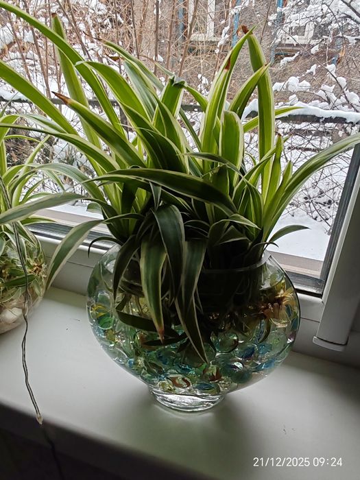 Комнатные цветы Хлорофитум