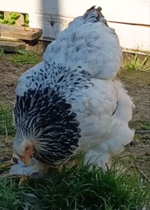 Familii  cochinchina,brahma,combatant indian.