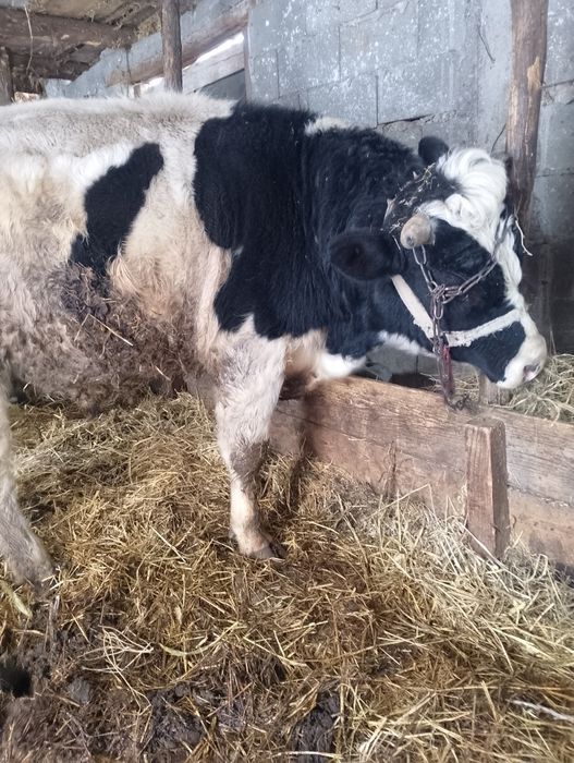 Taur de vânzare foarte cuminte