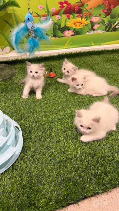 Ragdoll mushukchala sotuvda