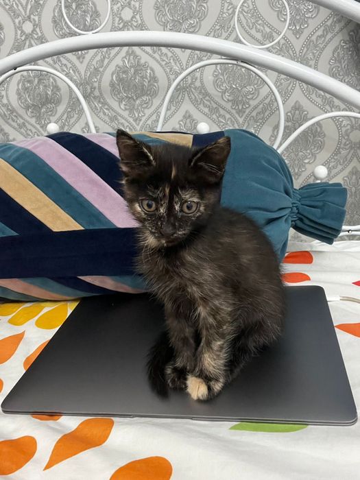 Отдаю кота в хорошие руки