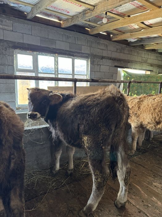 Подсостар сатылады