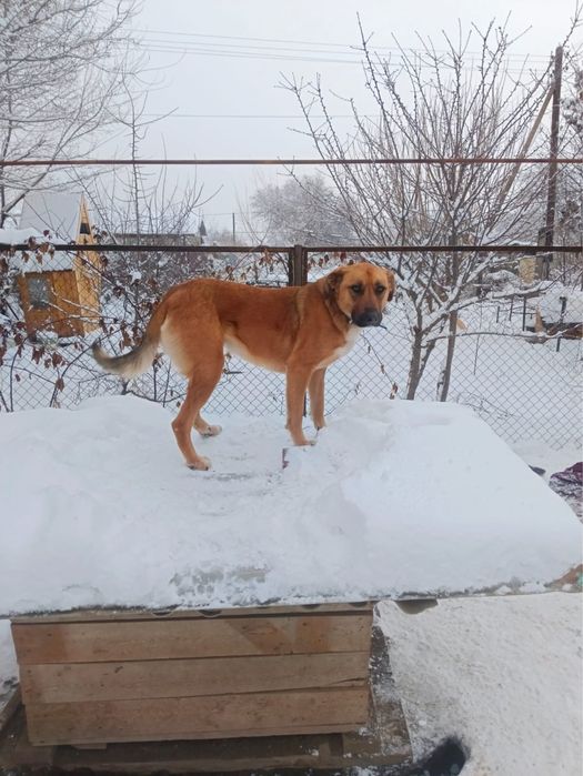 Собака ищет дом и хозяина