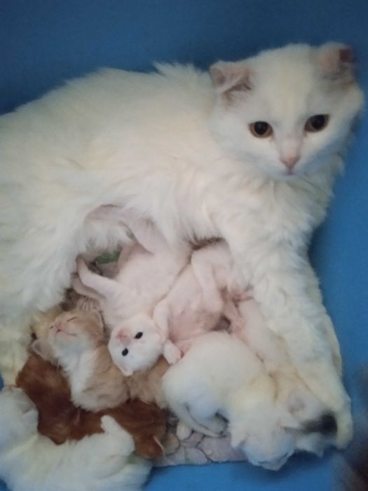 Белые пушистики ангорки, 40 дней.