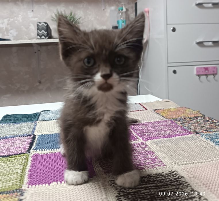 Домашние животные
