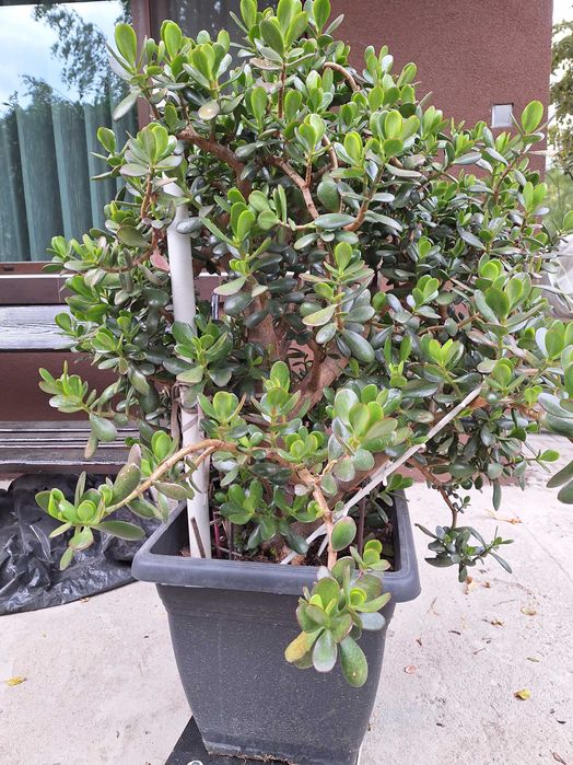 Продавам растение Дървото на живота