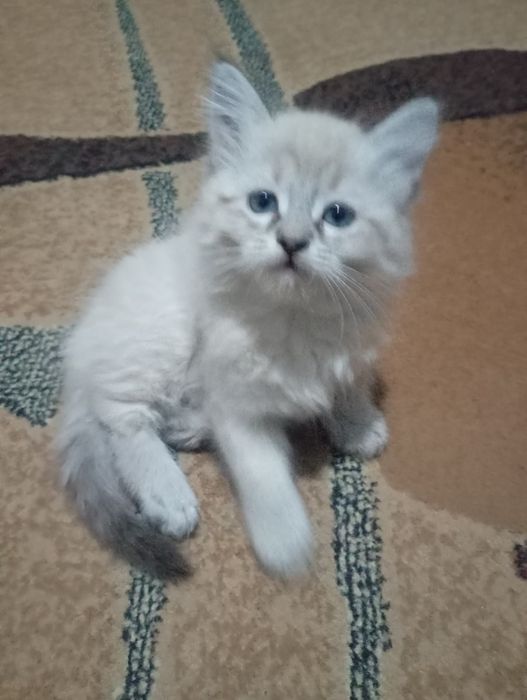 Отдам котят в добрые руки