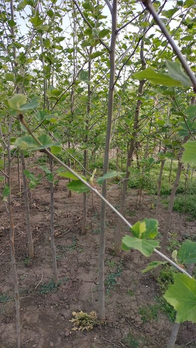 Copaci ornamentali mesteacan betula pendula