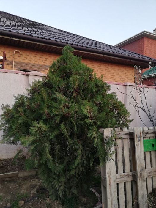 Туя талдары 10 жылдық