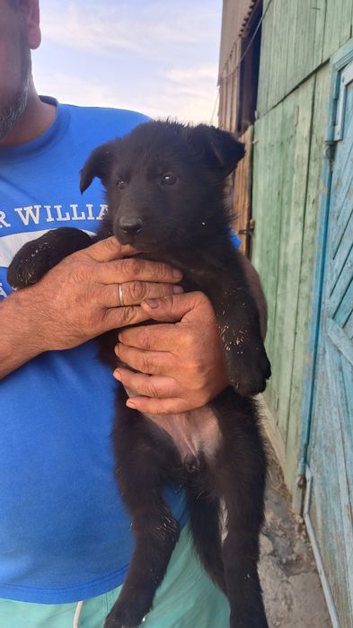 Щенки немецкой овчарки