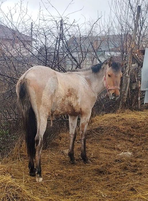 Продам молодую кобылку.