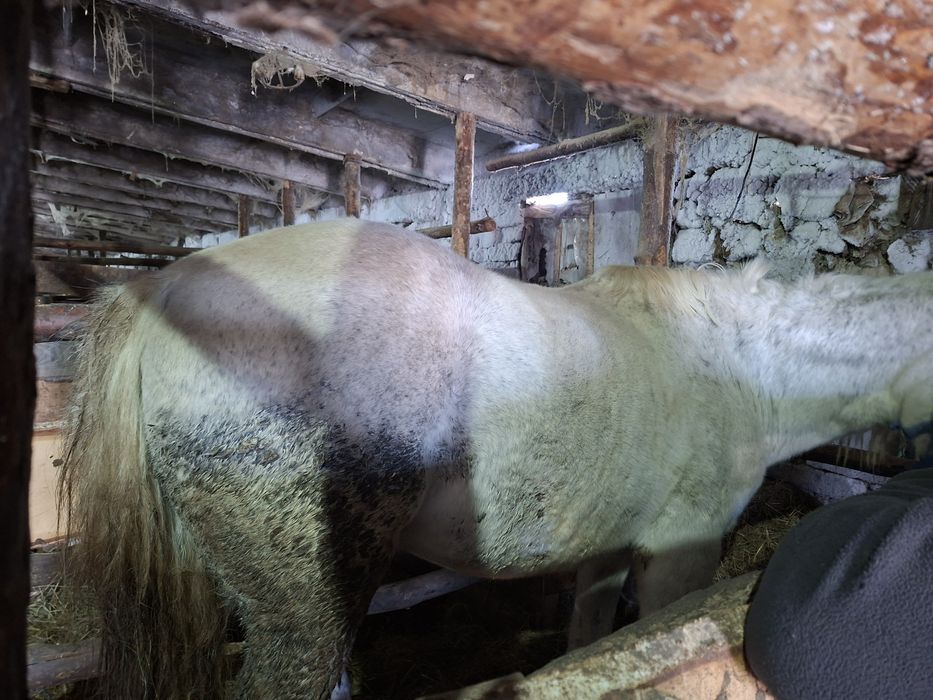 Продам жеребеца 8 лет