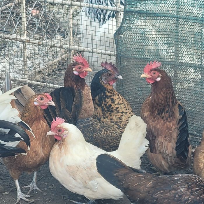 Gaini pitice  mii de flori