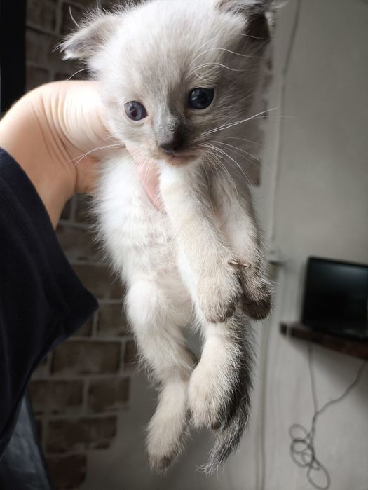 Продаю котят ,породистые