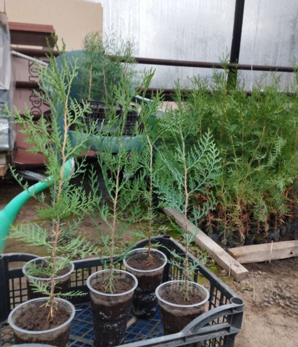 Туя восточная  "Биота