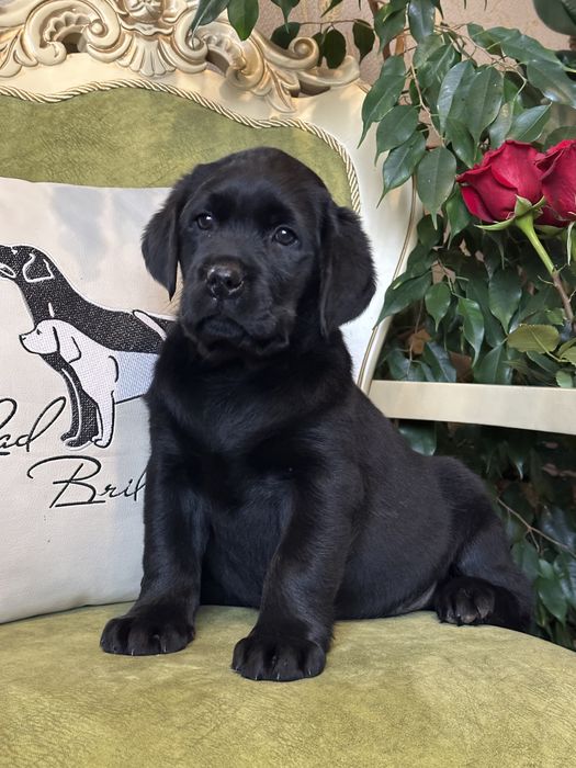 Щенки лабрадора, девочки, документы