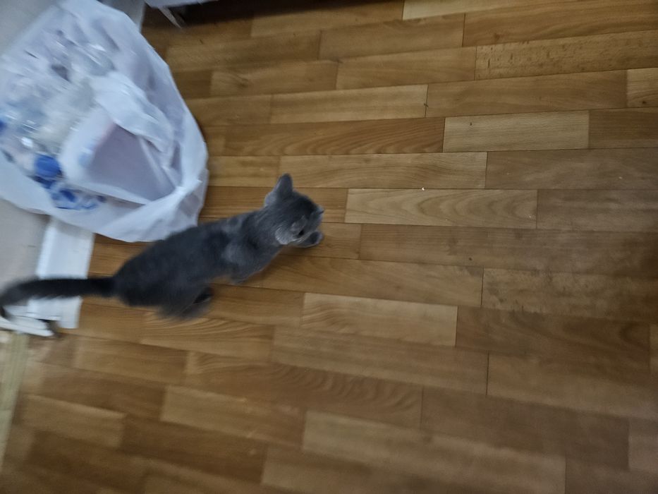 Отдам кошку ( 4 месяца ) в добрые руки