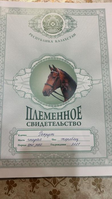 Продаются жеребцы