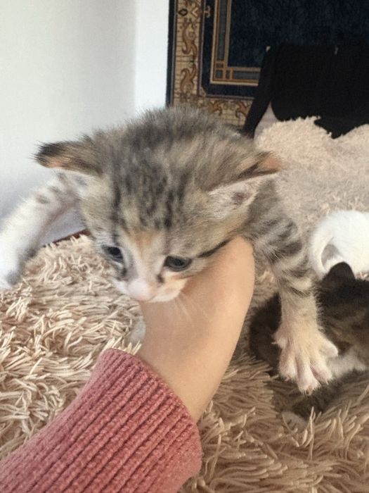 Раздаем котят,БЕСПЛАТНО!