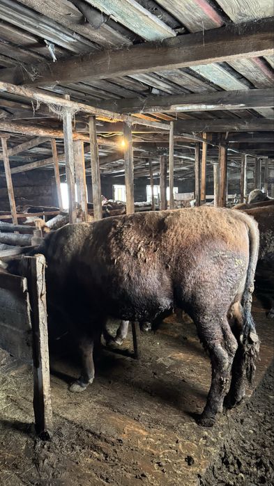 Продам бычков 9 голов