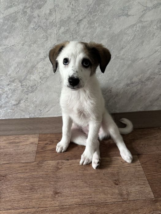 Продам щенка лайки