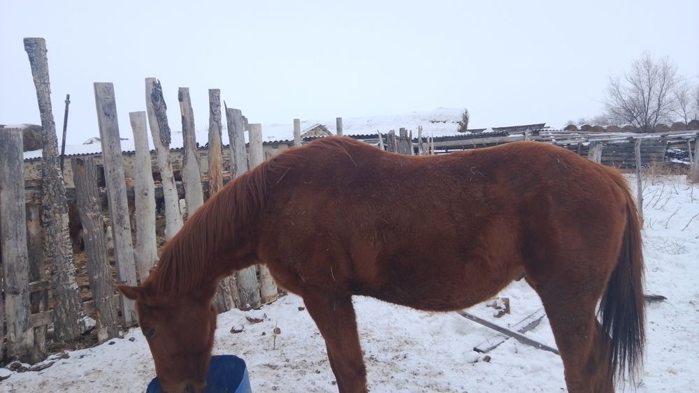 Айгыр 2017 жылгы