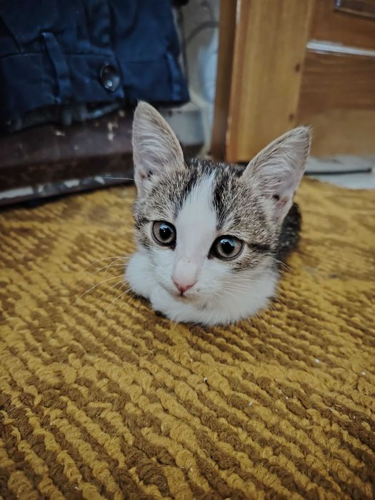 Отдам котёнка в добрые руки