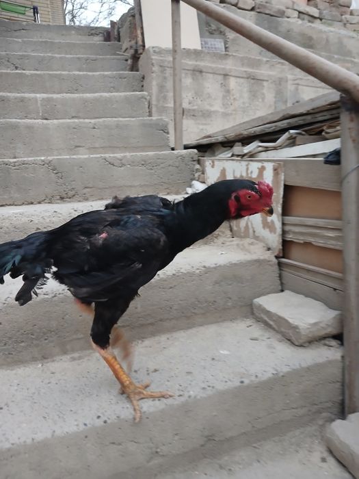 8 oylik juja kateyski hali uyushmagan