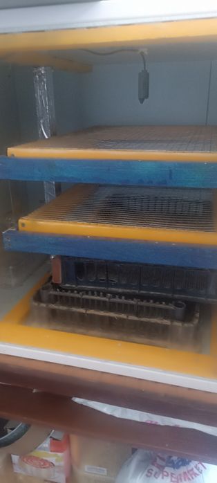Inkubator tuxum uchun