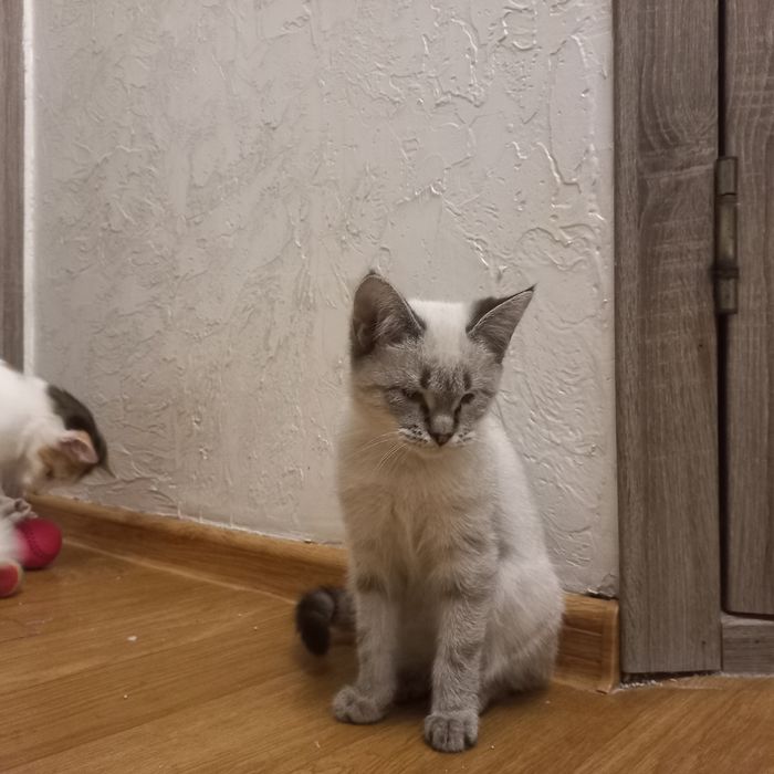 Отдам котенка девочку