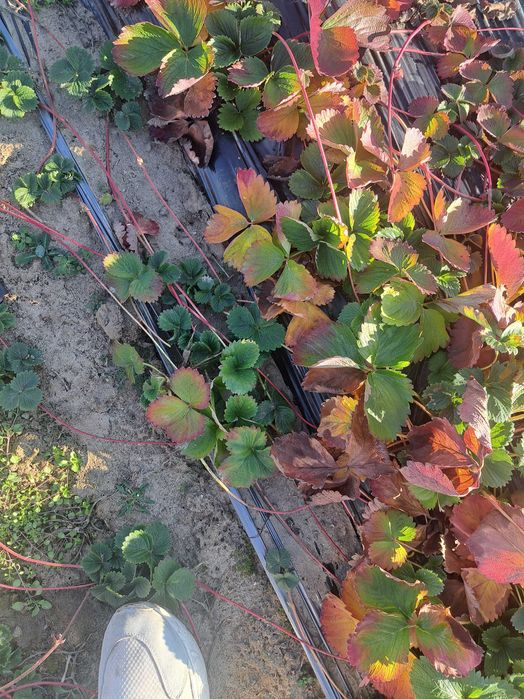 Продавам разсад ягоди