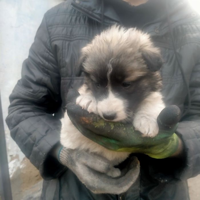 Щенки двортерьер