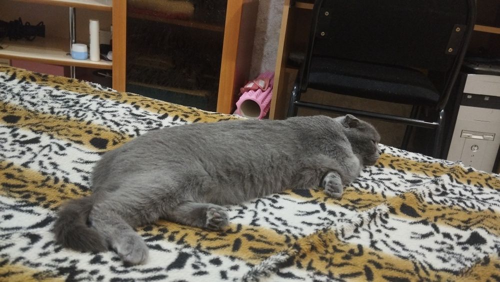 Отдам даром кошка