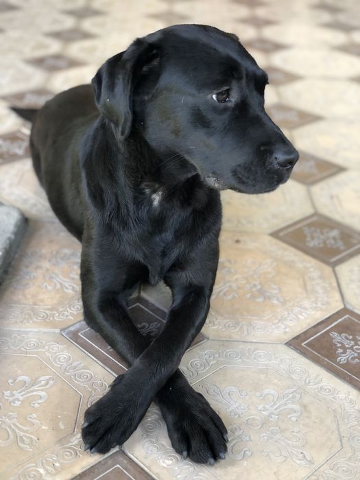 Черный лабрадор девочка