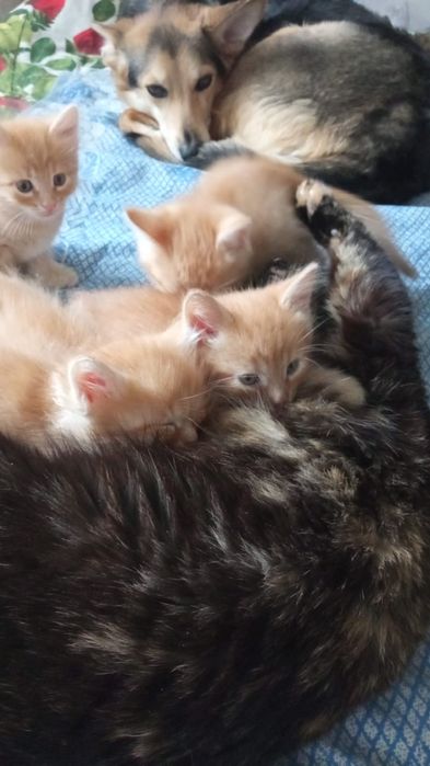 Отдам котят в добрые руки