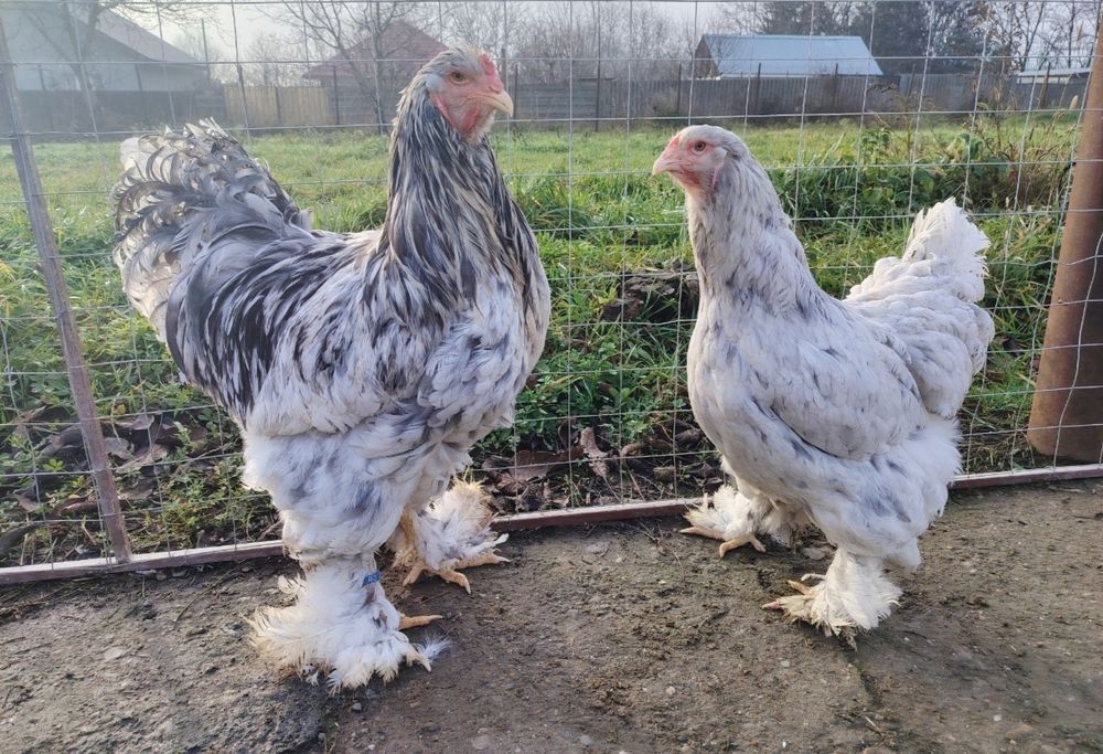 Ouă găini brahma pentru incubat