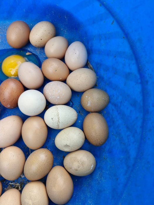 Продам кур Ломан браун