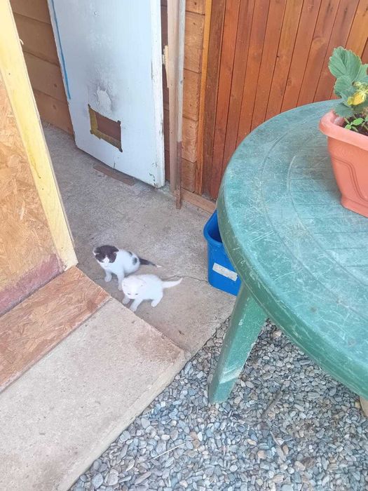 Donez pisici în vârstă de 6 săptămâni
